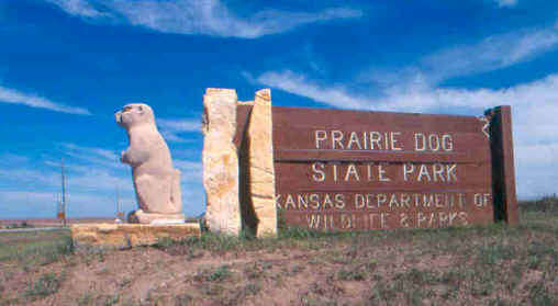 prairie_dog